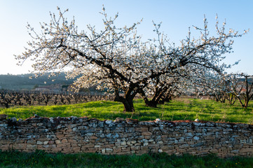 Cerisiers en fleurs