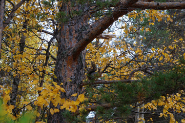 Squirrel on a tree