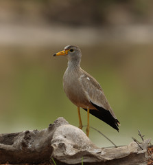 African Wattled Lapwing 