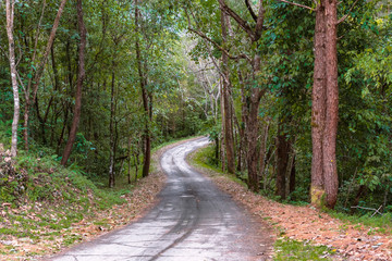 the country road through the forest on the mountain.