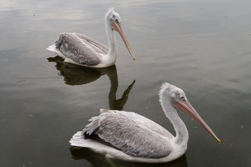 Pelican