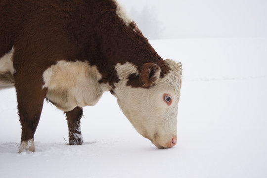 Cow In Snow