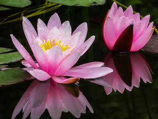 Close-up of two pink water lilies or lotus flowers Marliacea Rosea. Nympheas reflected in the black pond. Selective focus. Nature concept for design