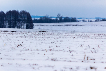 The snow covered the fields and meadows. Dark forest in the background. The beginning of winter in Europe.
