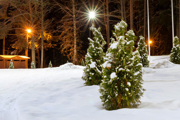 Night severe Northern winter and snowy weather. Evening pine forest, pinewood. Narva-Joesuu resort town in Estonia in Ida-Virumaa. Winter night on snowy shore of Narva Bay. Snow on the ground