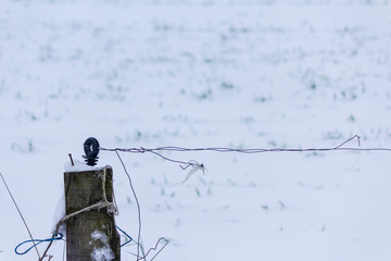 The snow covered the fields and meadows. The roots of compressed corn peek out from  the...