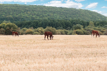 Fototapeta na wymiar cows graze in the field