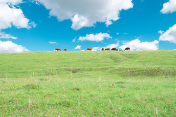 Fototapeta premium cows graze in the spring meadow against the sky