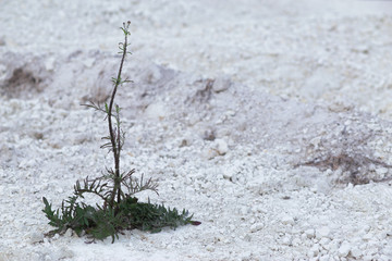 lonely plant in the desert