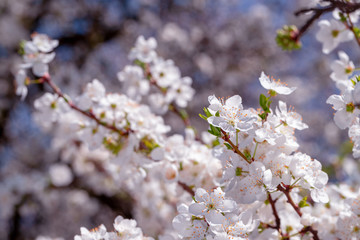 spring flowers cherry on branches of a cherry tree