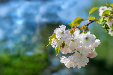 Beautiful branch of white sakura blossom on colorful background