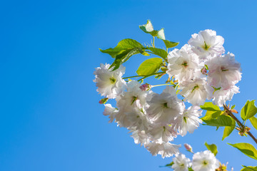 Beautiful cherry white blossom in spring time against blue sky