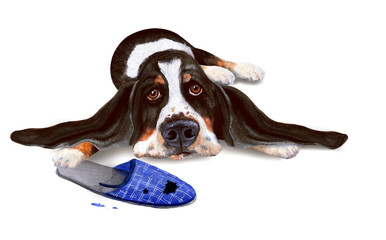 Sad bored basset and old slipper. Hand drawn watercolor - 242494144