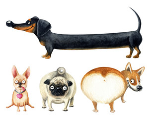 Set of four comical pedigree dogs. Hand drawn watercolor - 242494155