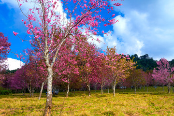 Fototapeta na wymiar Cherry blossom flower or Sakural with yellow grass