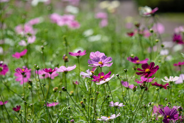 Pink cosmos flowers