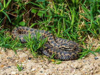 Adder Snake curled up. Basking.