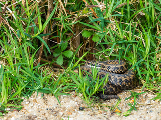 Adder Snake curled up. Basking.