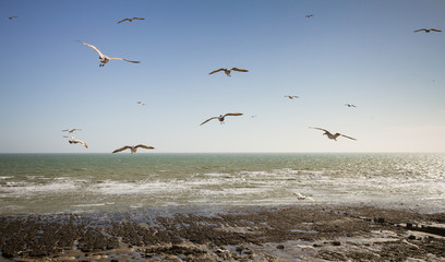 Fototapeta na wymiar Gliding gulls at Ovingdean Beach, East Sussex, UK