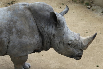 Obraz premium Rinoceronte