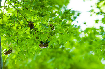 夏の終わりを告げる蝉の抜け殻