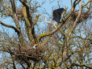 Grey Heron (ardea cinerea ) with a  Twig for Nest Building, Landing on a Nest