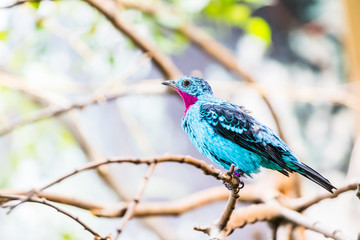 Cotinga de Cayenne, petit passereau bleu	