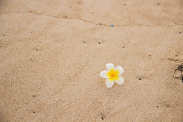 Seashells and flower on the sand overlooking the sea