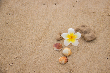 Fototapeta na wymiar Seashells and flower on the sand overlooking the sea