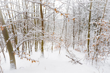 forest in the cold winter - 242496107