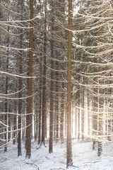Winter forest - 242496120