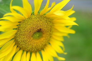 Close up beautiful Sun Flower with small bee
