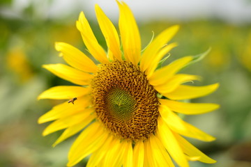 Close up beautiful Sun Flower with small bee