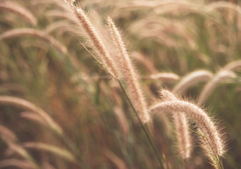 Grass flowers with soft light morning background