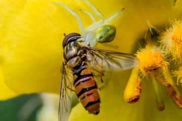 A small white spider caught a fly on an orange flower and sucks the contents out of it on a summer day.
