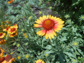 yellow flowers in the garden