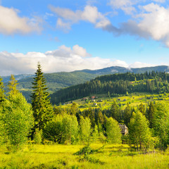 Obraz premium Slopes of mountains, coniferous trees and clouds in the evening sky. Picturesque and gorgeous scene. Location place Carpathian, Ukraine, Europe.
