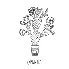 Opuntia cactus in decorative pot in doodle style with a handwritten title.
