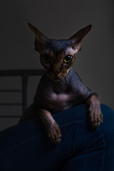 Naklejka premium portrait of a cat on black background