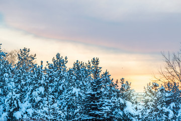 Snow covered pine trees with sky during sunset