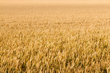 Wheat Field in Wilmington, East Sussex, UK