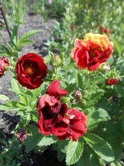red roses in the garden