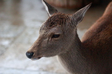 deer encounter
