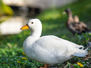 Fototapeta premium Close up white duck in the grass field. Animal Concept.