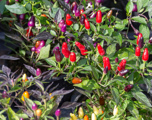 colorful chili fruits
