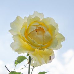 Yellow Rose, Kipling Gardens, Rottingdean, East Sussex, UK