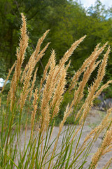 Achnatherum calamagrostis