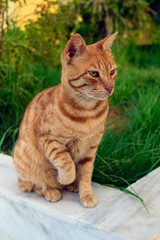 Fototapeta na wymiar Red striped cat outdoors. Greece, Crete.