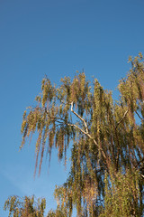 Fototapeta premium Betula pendula