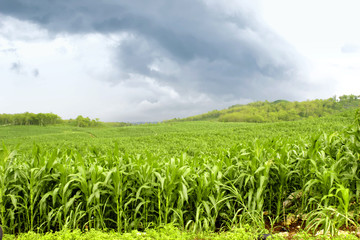 Landscape Gunung bagus, Wonosari, Yogyakarta, Indonesia